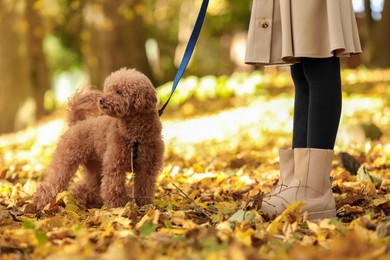 Photo of Girl with cute Maltipoo dog on leash walking in autumn park, closeup