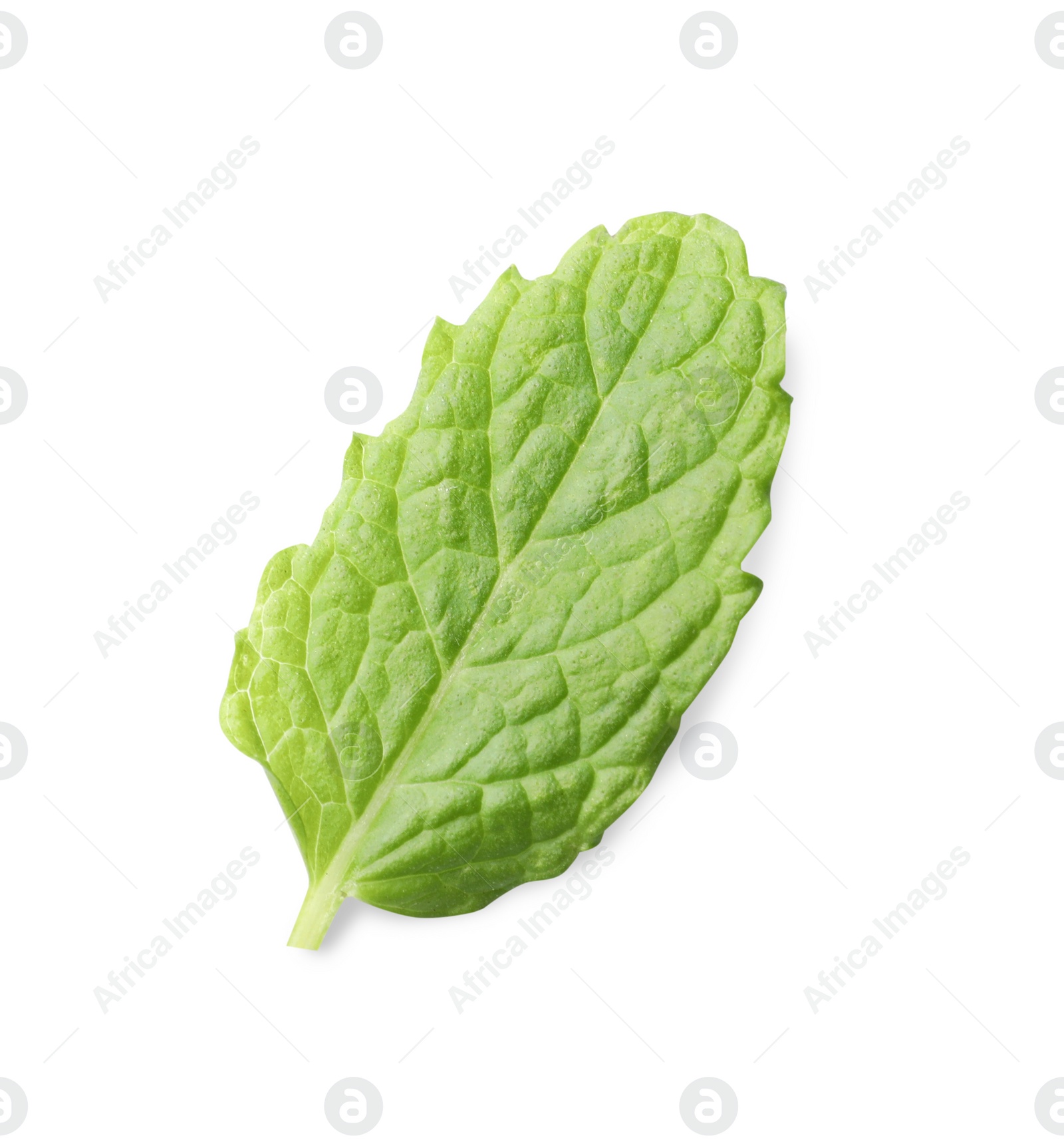 Photo of Aromatic green mint leaf isolated on white. Fresh herb