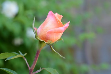 Photo of Beautiful pink rose growing outdoors, closeup. Space for text
