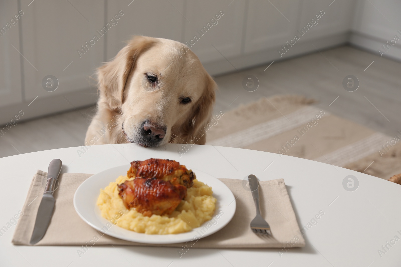 Photo of Cute dog trying to steal owner's food from table in kitchen