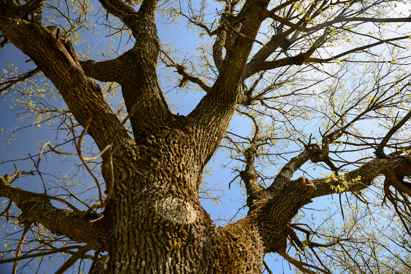 Photo of Beautiful tree with budding leaves against blue sky, low angle view