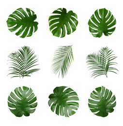 Image of Set with different tropical leaves on white background