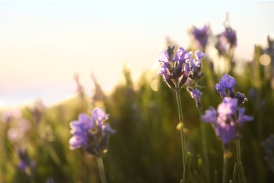 Photo of Beautiful lavender flowers in field on sunny day