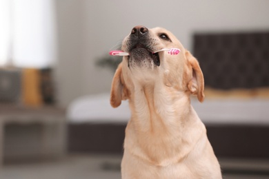 Photo of Adorable labrador retriever with toothbrush indoors