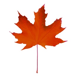 Beautiful red maple leaf isolated on white. Autumn season