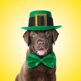 St. Patrick's day celebration. Cute Chocolate Labrador puppy with leprechaun hat and green bow tie on yellow background