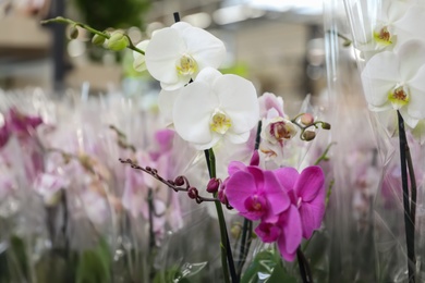 Beautiful blooming tropical orchid flowers in store. Space for text
