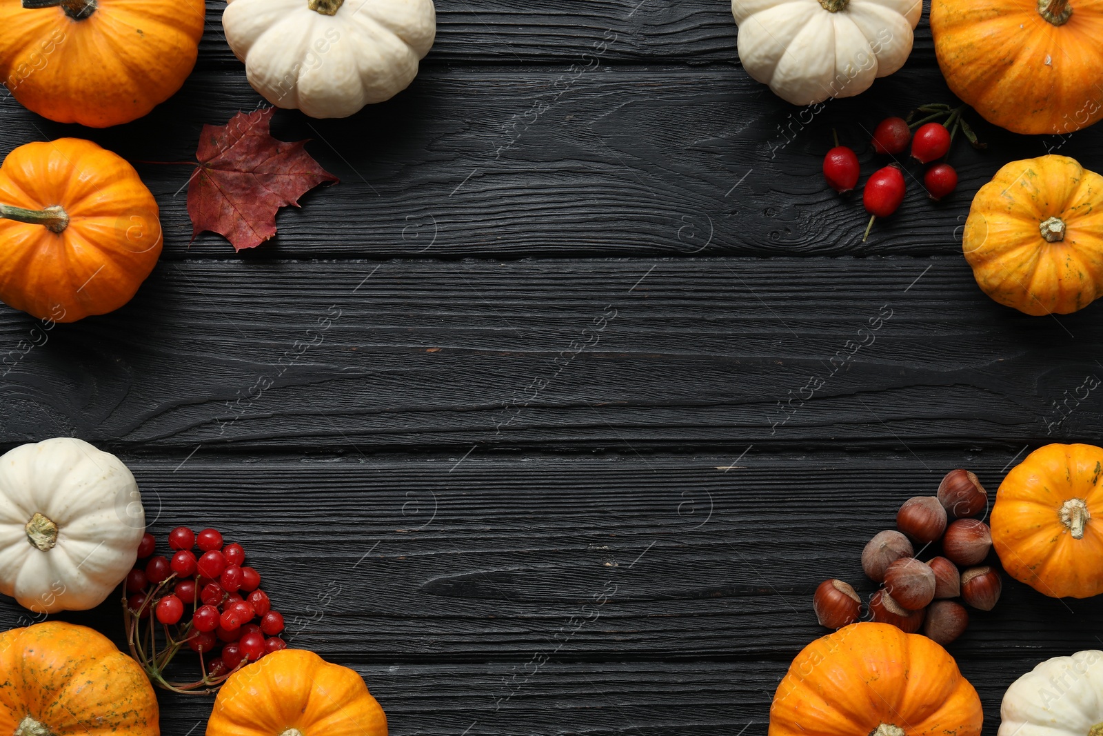 Photo of Thanksgiving day. Flat lay composition with pumpkins on black wooden table, space for text