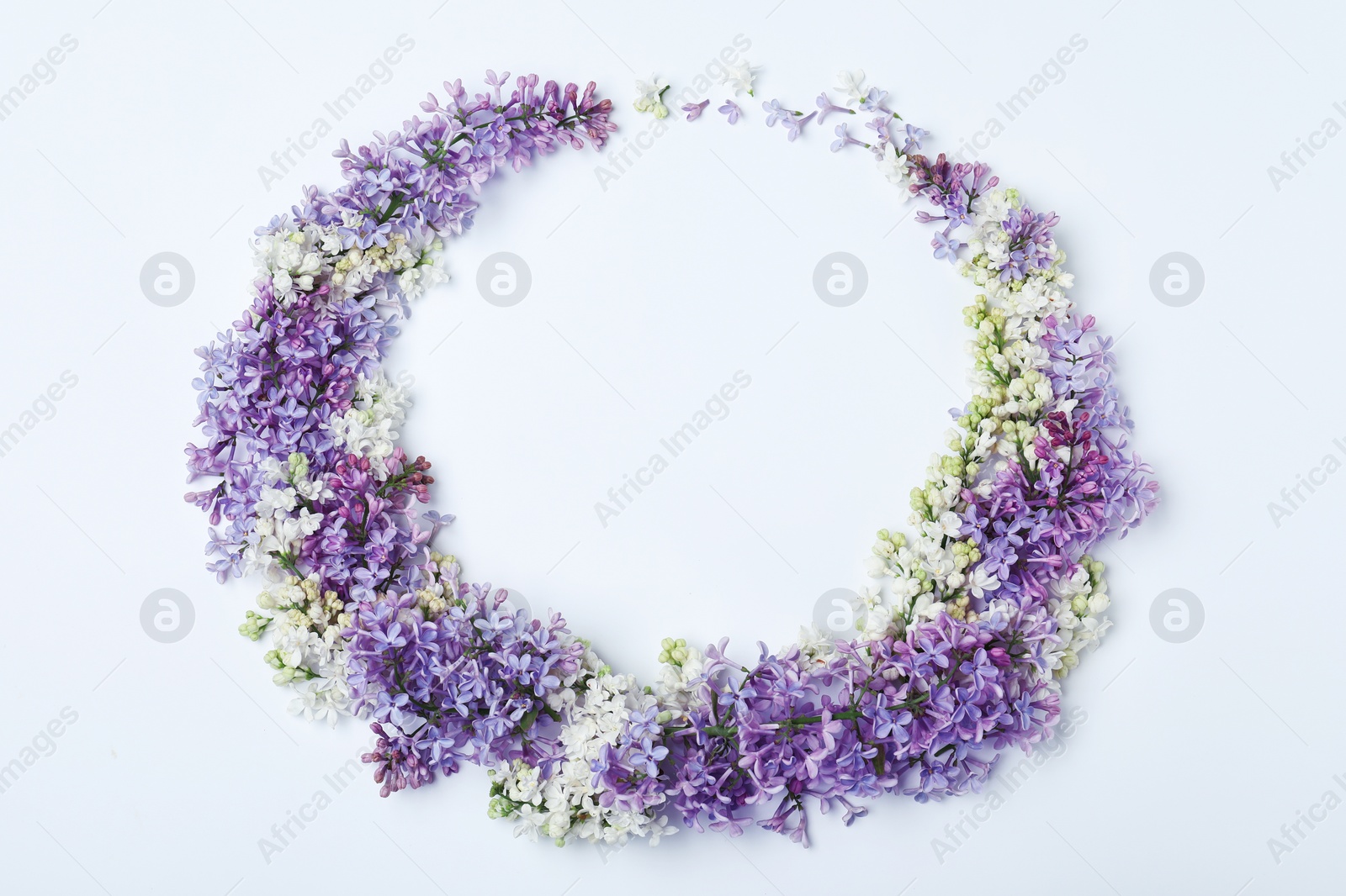 Photo of Blossoming lilac flowers on white background, top view. Space for text