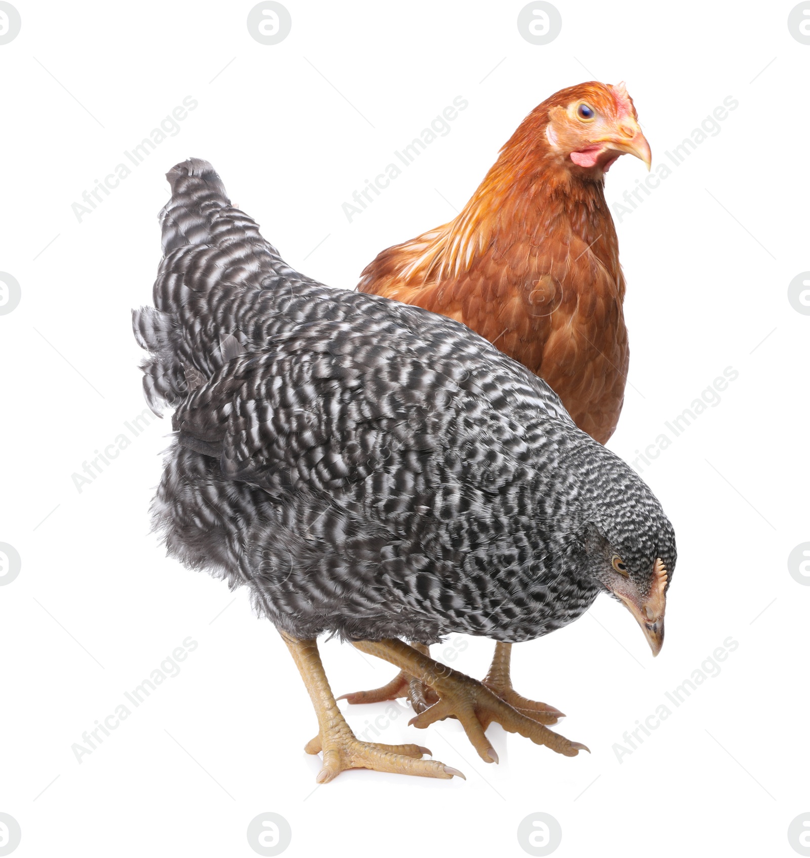 Photo of Two different beautiful chickens on white background. Domestic animals