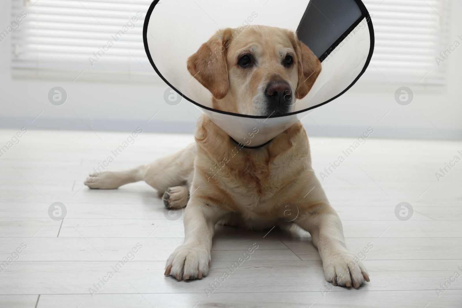 Photo of Cute Labrador Retriever with protective cone collar on floor indoors