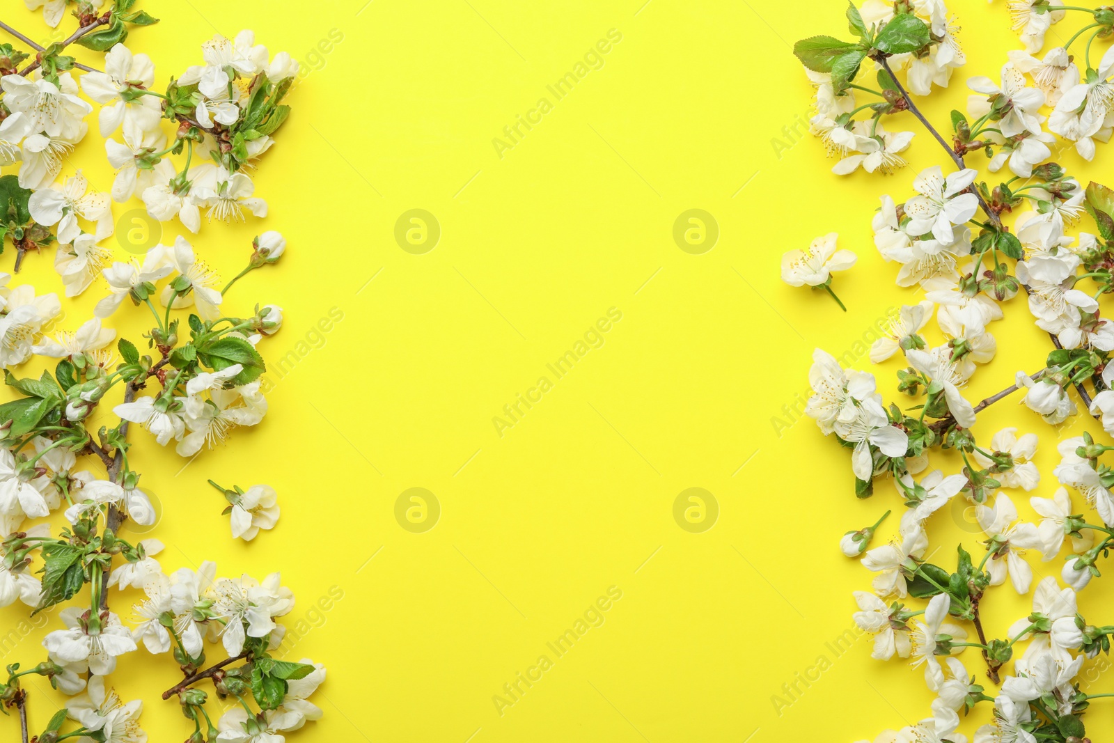 Photo of Flat lay composition of beautiful fresh spring flowers on color background, space for text