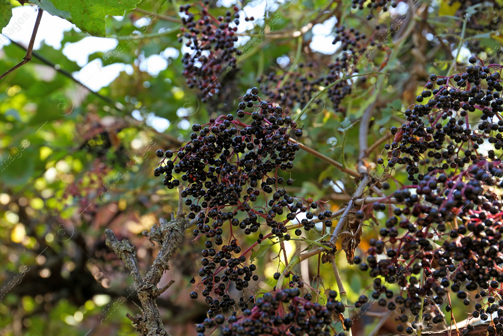 Photo of Tasty elderberries (Sambucus) growing on branch in garden