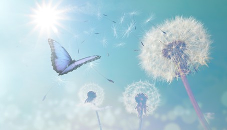 Image of Beautiful butterfly and delicate fluffy dandelions on sunny day 