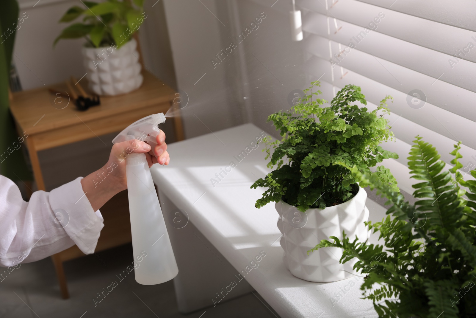 Photo of Woman spraying fern on window sill indoors, closeup