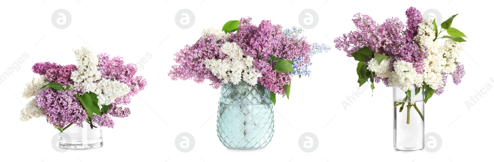 Image of Collage with beautiful lilac flowers in different glass vases on white background. Banner design