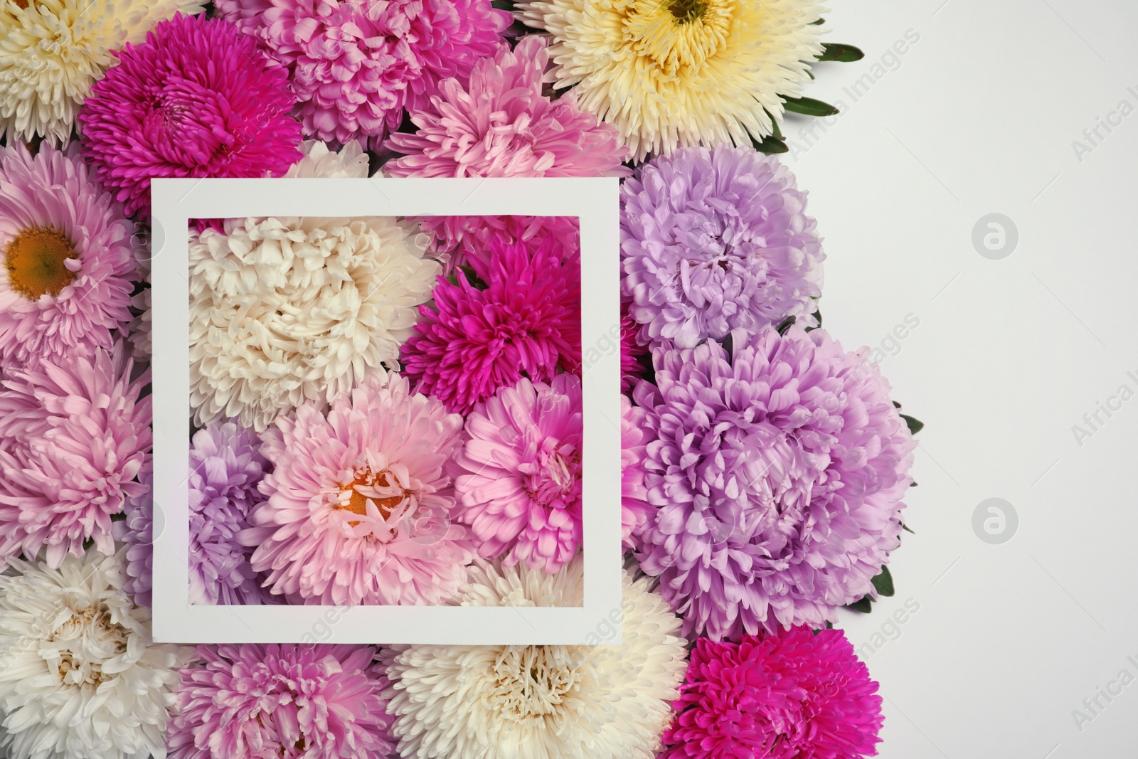 Photo of Beautiful aster flowers and picture frame on white background, top view