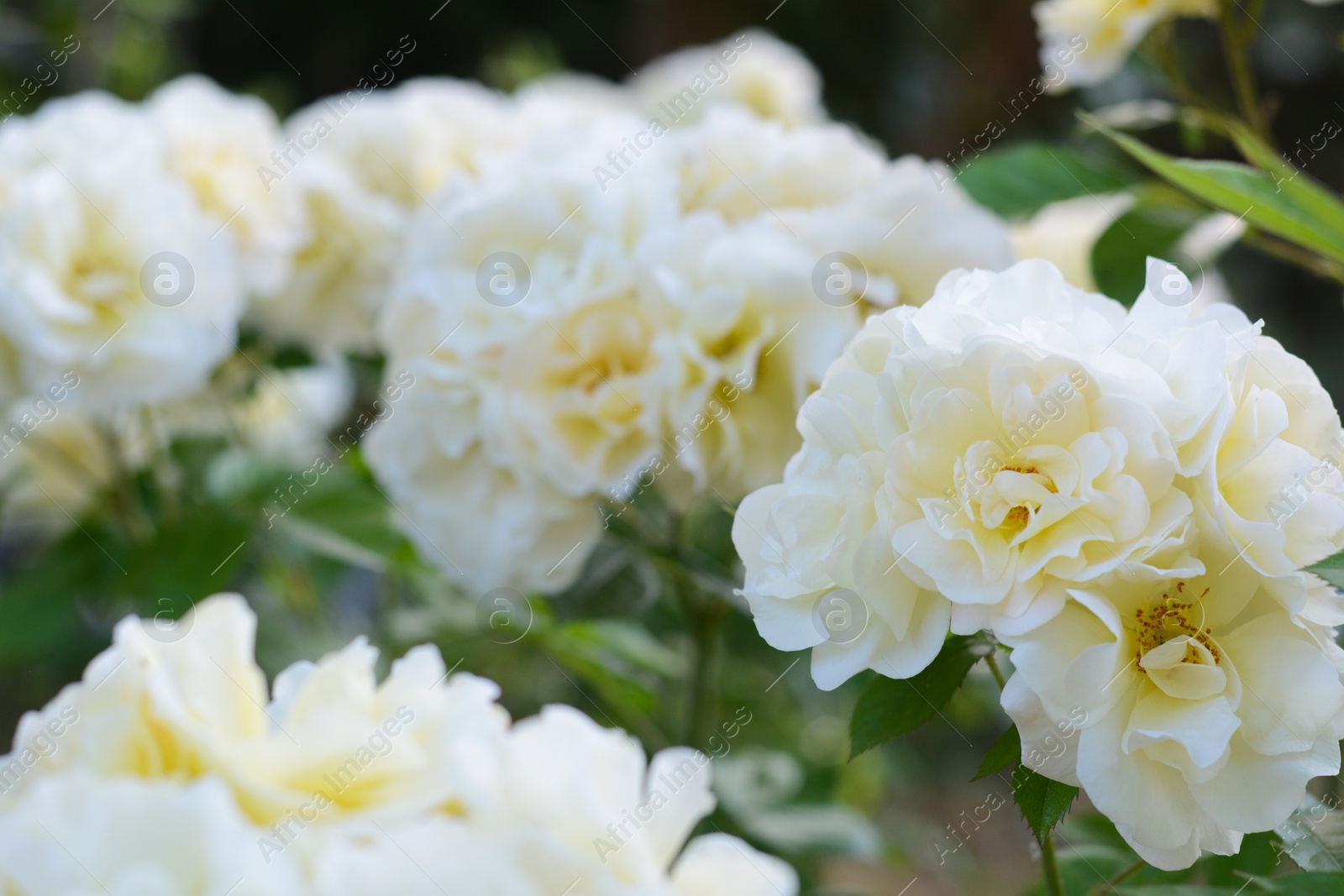 Photo of Beautiful white rose flowers blooming outdoors, closeup