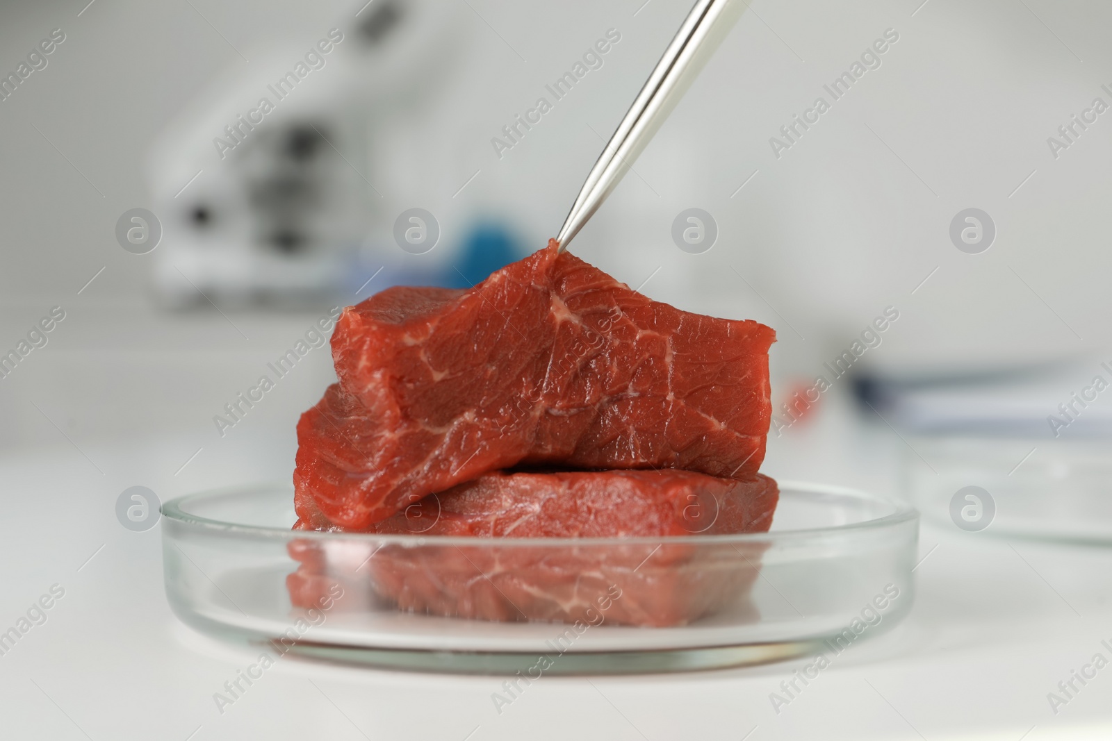 Photo of Examining piece of raw cultured meat with tweezers in laboratory, closeup