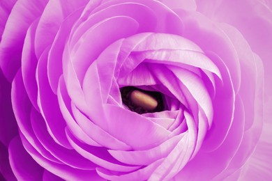 Closeup view of beautiful purple ranunculus flower