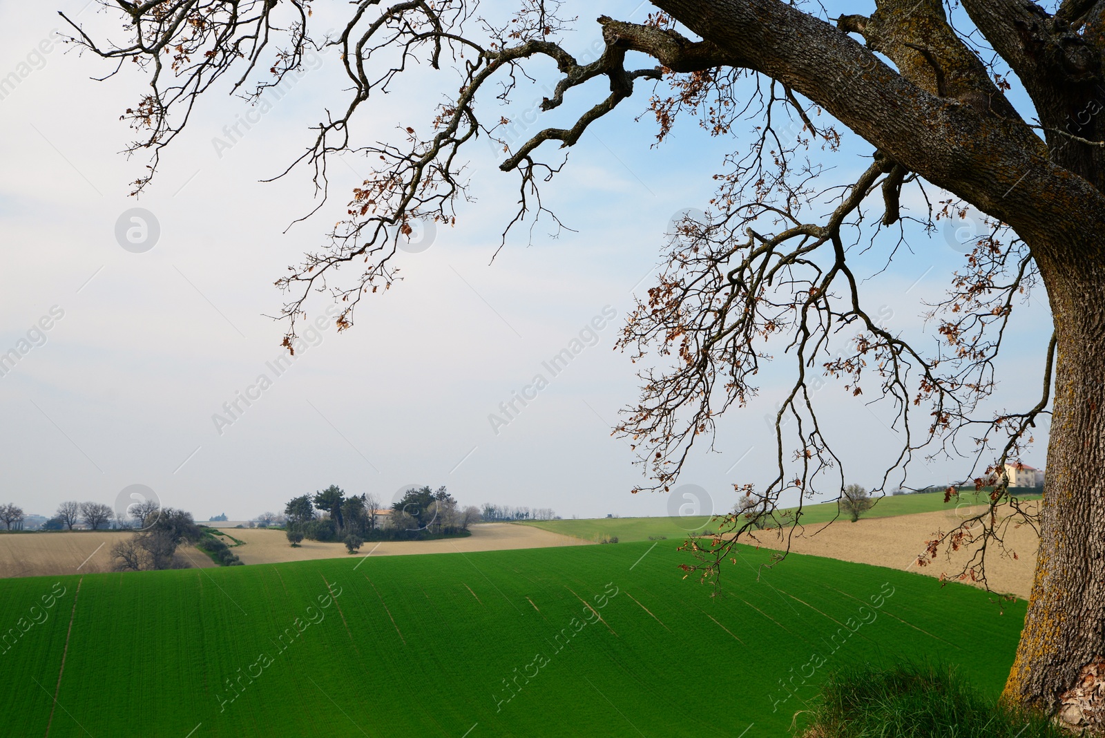 Photo of Beautiful countryside landscape with green grass and tree on sunny day