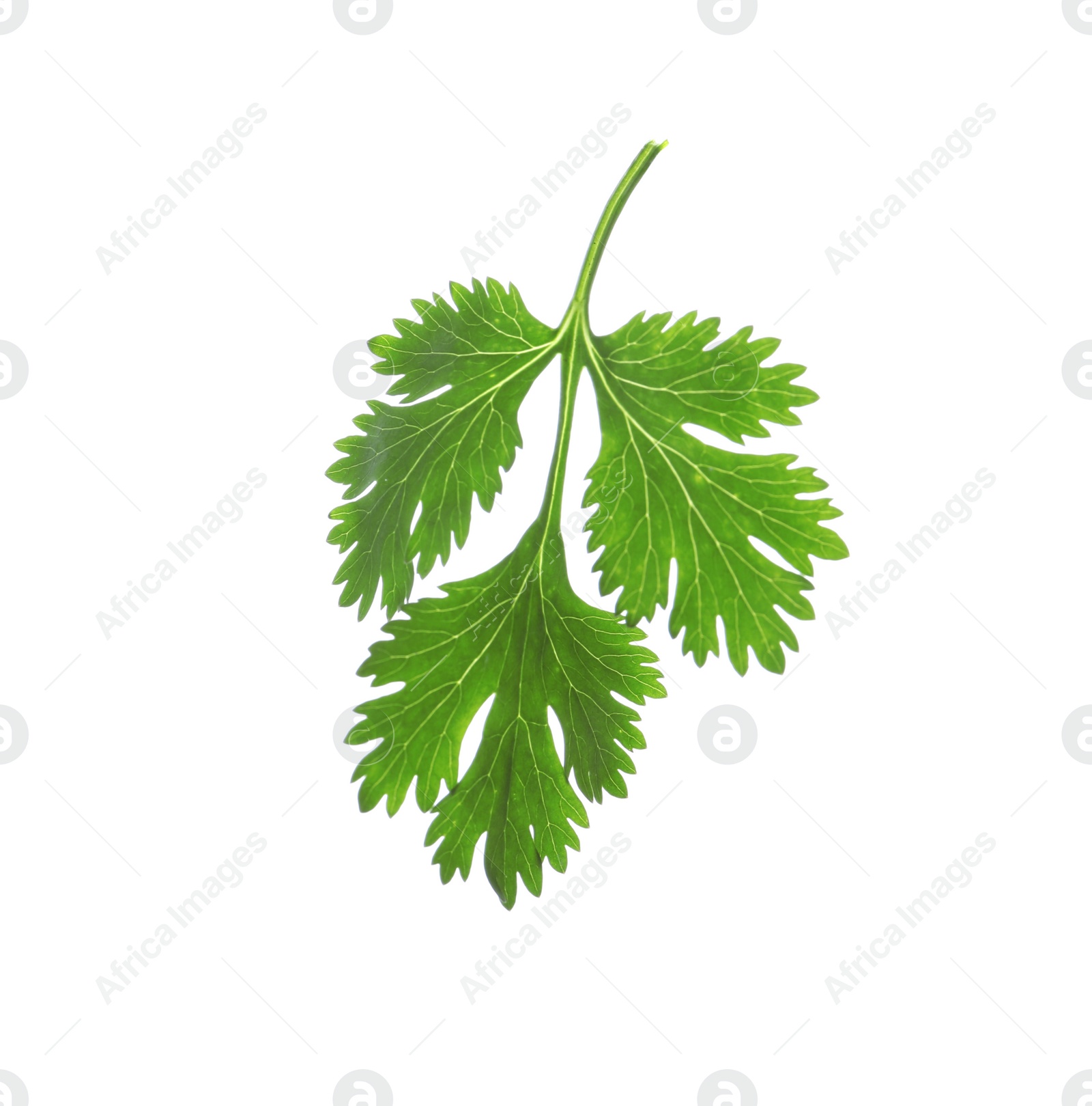 Photo of Aromatic fresh green cilantro isolated on white