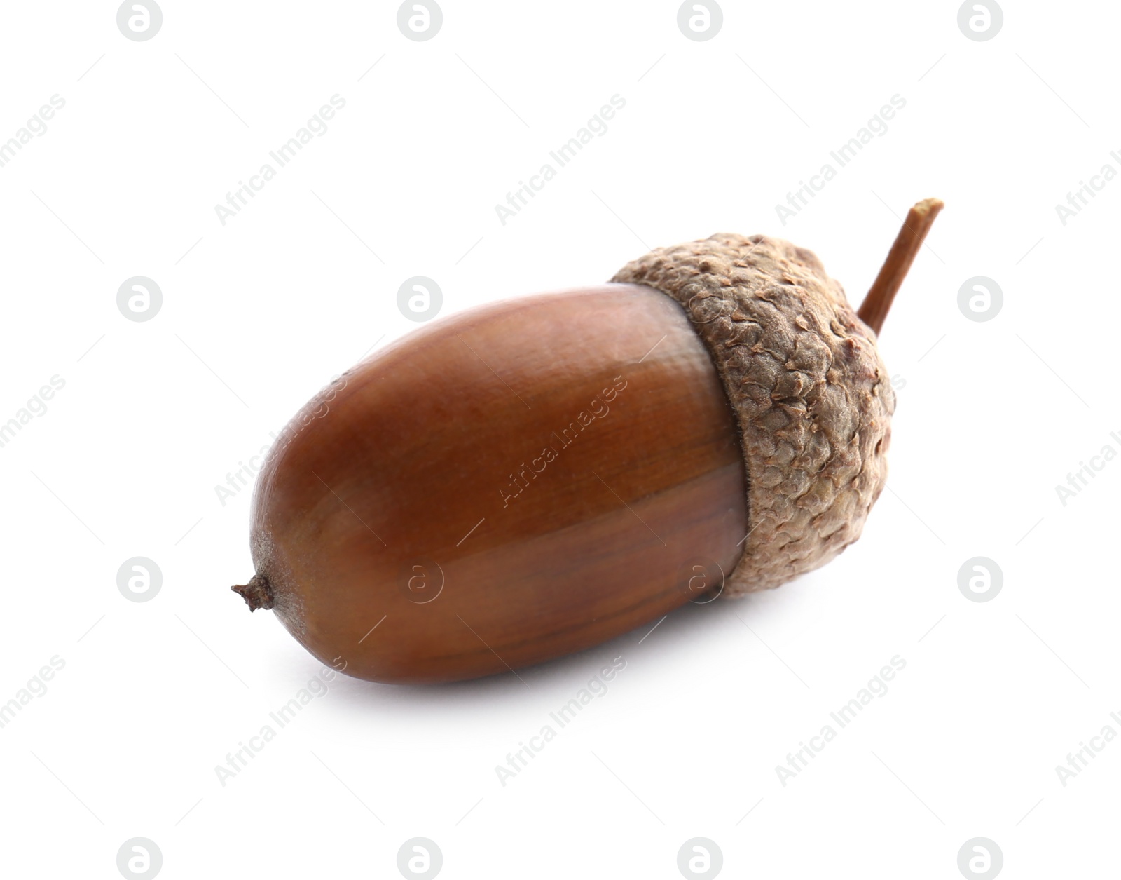 Photo of Beautiful brown acorn on white background. Oak nut