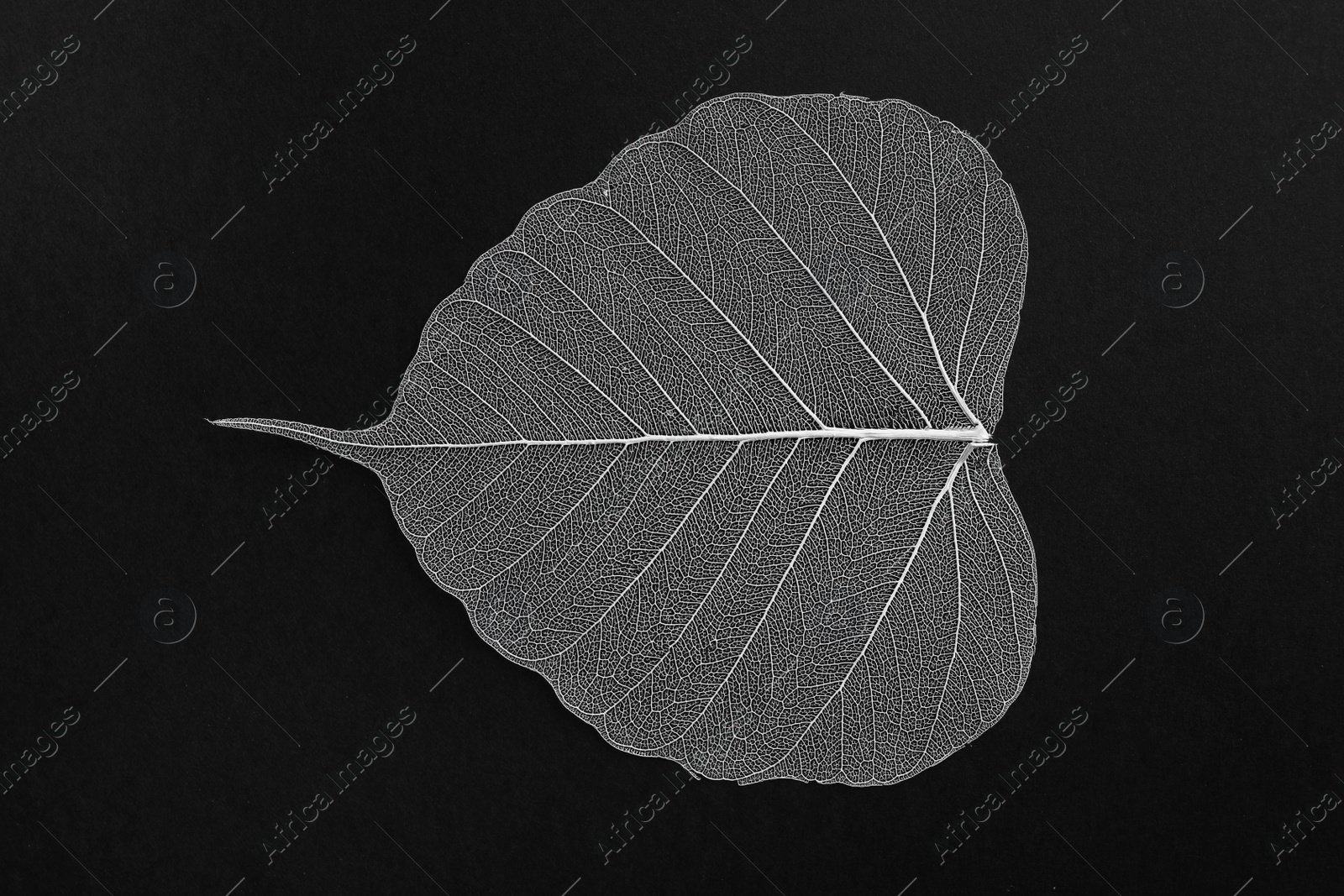 Photo of Beautiful decorative skeleton leaf on black background, top view