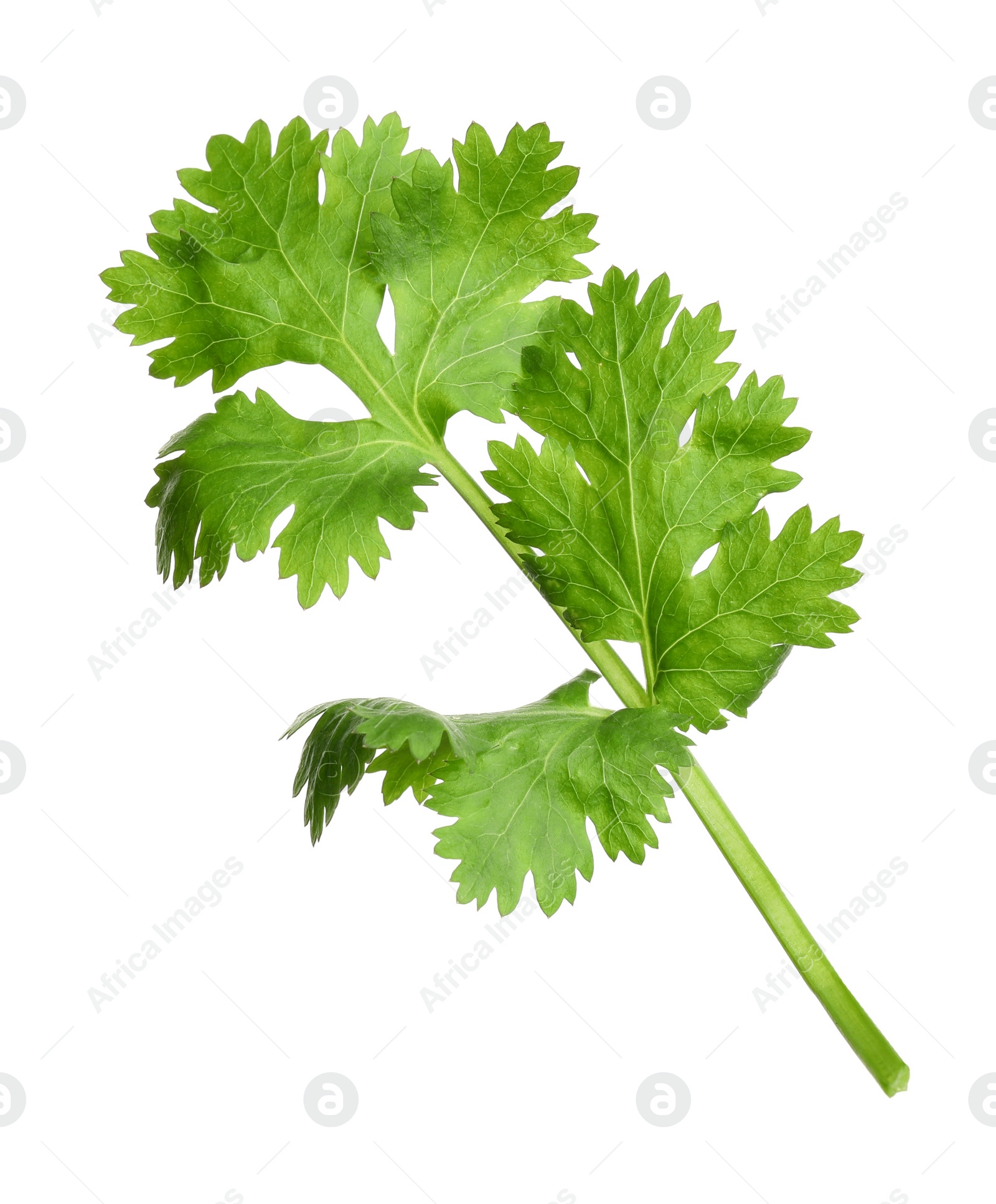 Photo of Fresh green coriander leaves isolated on white