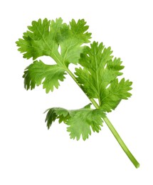 Photo of Fresh green coriander leaves isolated on white