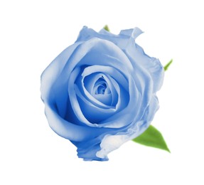 Image of Beautiful blooming light blue rose on white background