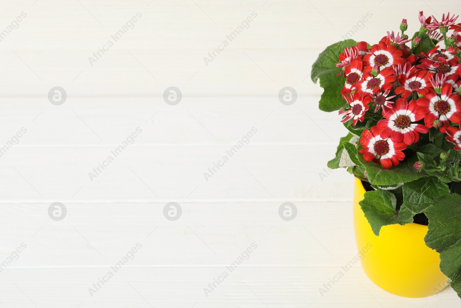 Photo of Beautiful red cineraria plant in flower pot on white table. Space for text