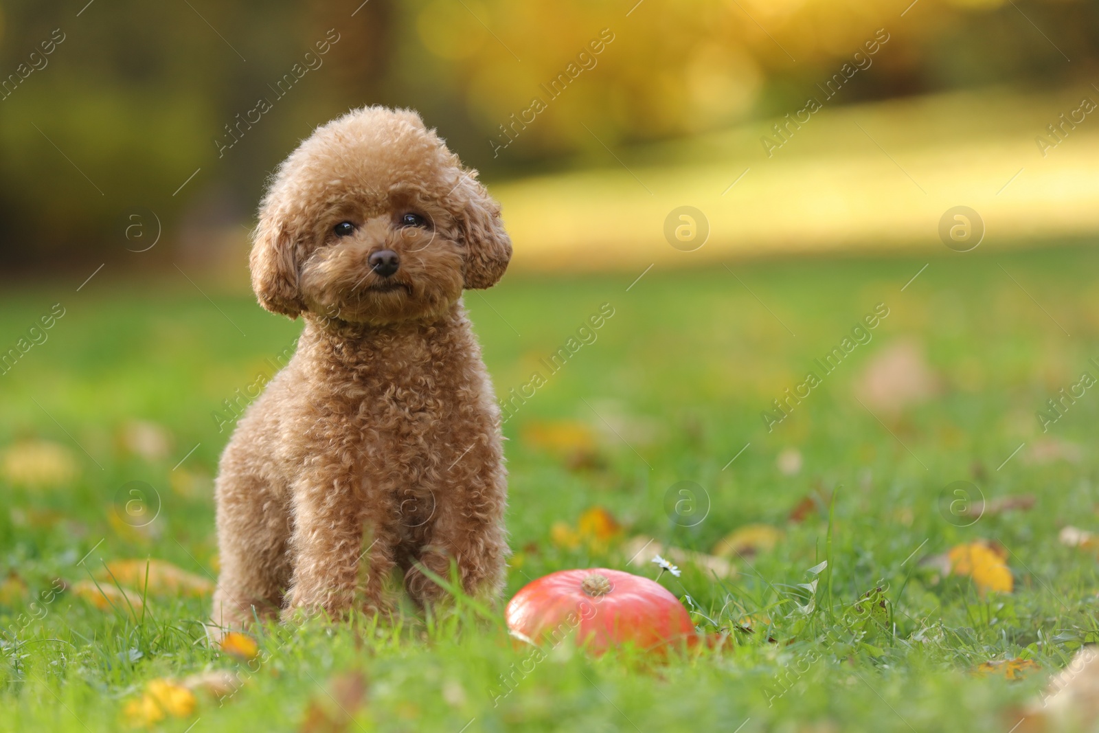 Photo of Cute Maltipoo dog and pumpkin on green grass in autumn park, space for text