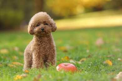 Cute Maltipoo dog and pumpkin on green grass in autumn park, space for text