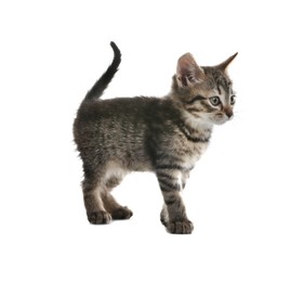 Photo of Cute little tabby kitten on white background