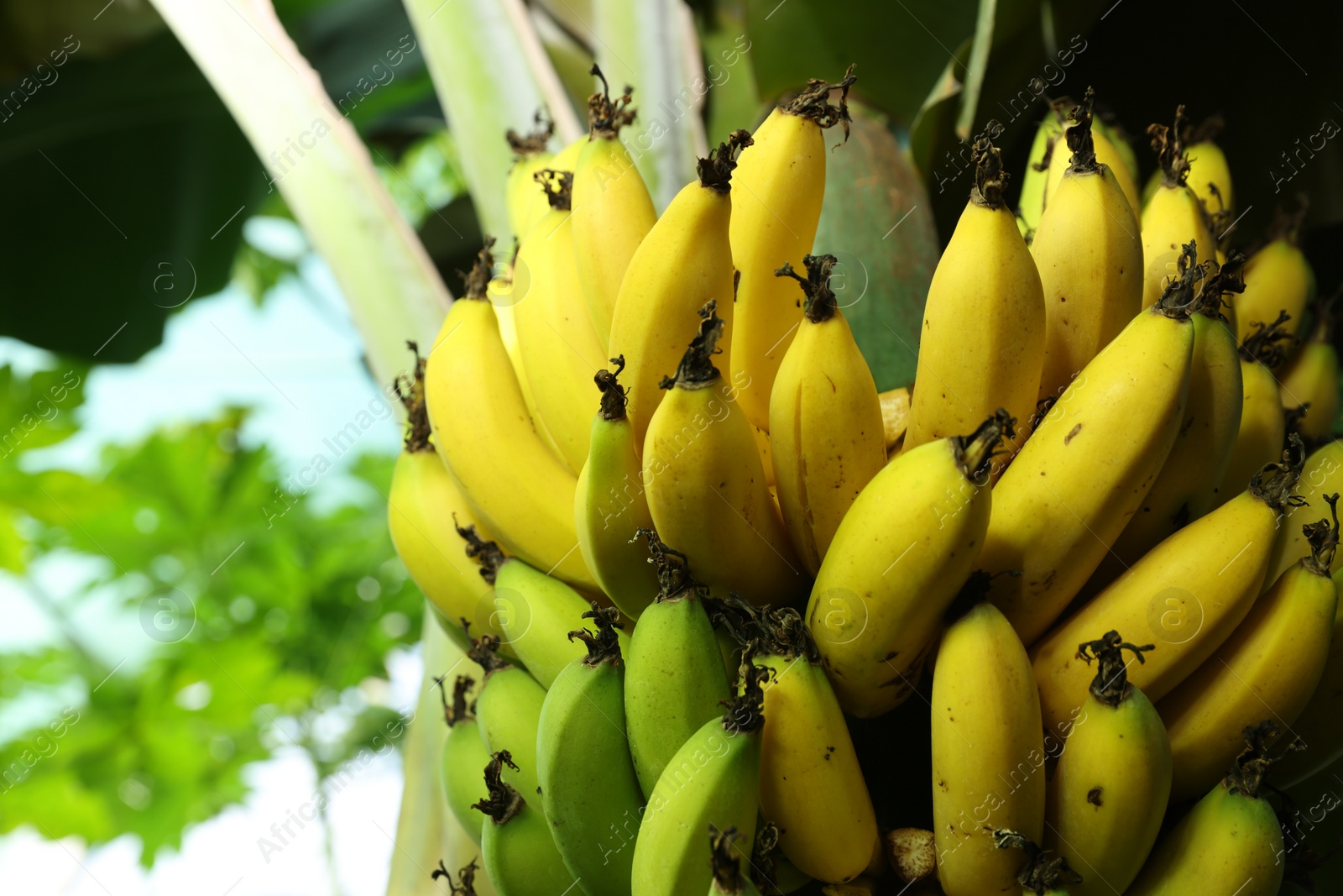 Photo of Delicious bananas growing on tree outdoors, closeup view. Space for text