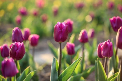 Closeup view of fresh beautiful tulips on field, space for text. Blooming spring flowers