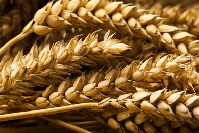 Photo of Dried ears of wheat as background, closeup