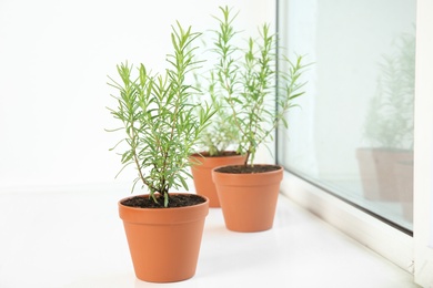 Photo of Potted green rosemary bushes on window sill