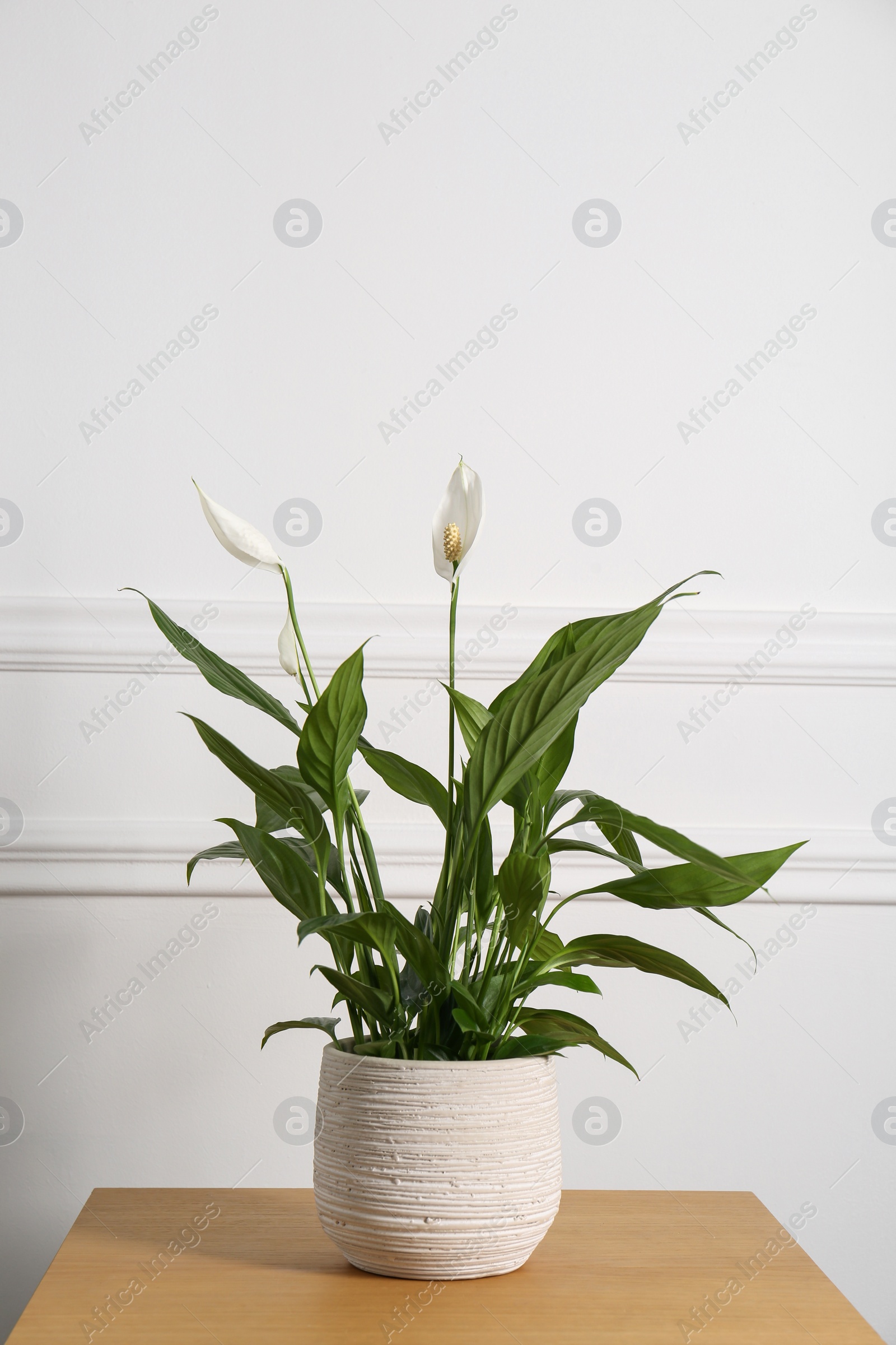 Photo of Beautiful spathiphyllum on wooden table near white wall. House decor