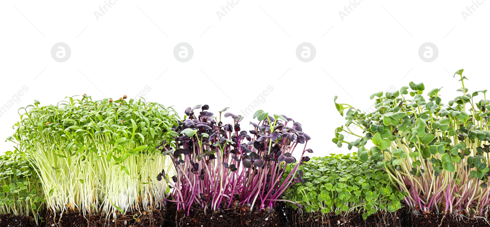 Photo of Fresh different organic microgreens on white background