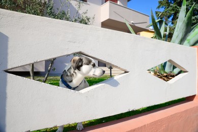 Photo of Adorable dog peeking out of hole in concrete fence outdoors