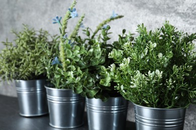 Photo of Different aromatic potted herbs on dark table, closeup
