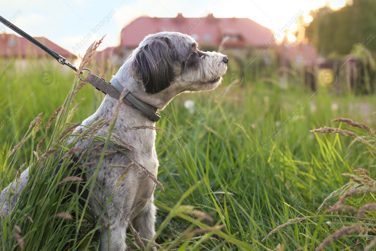 Photo of Cute dog with leash sitting in green grass outdoors, space for text