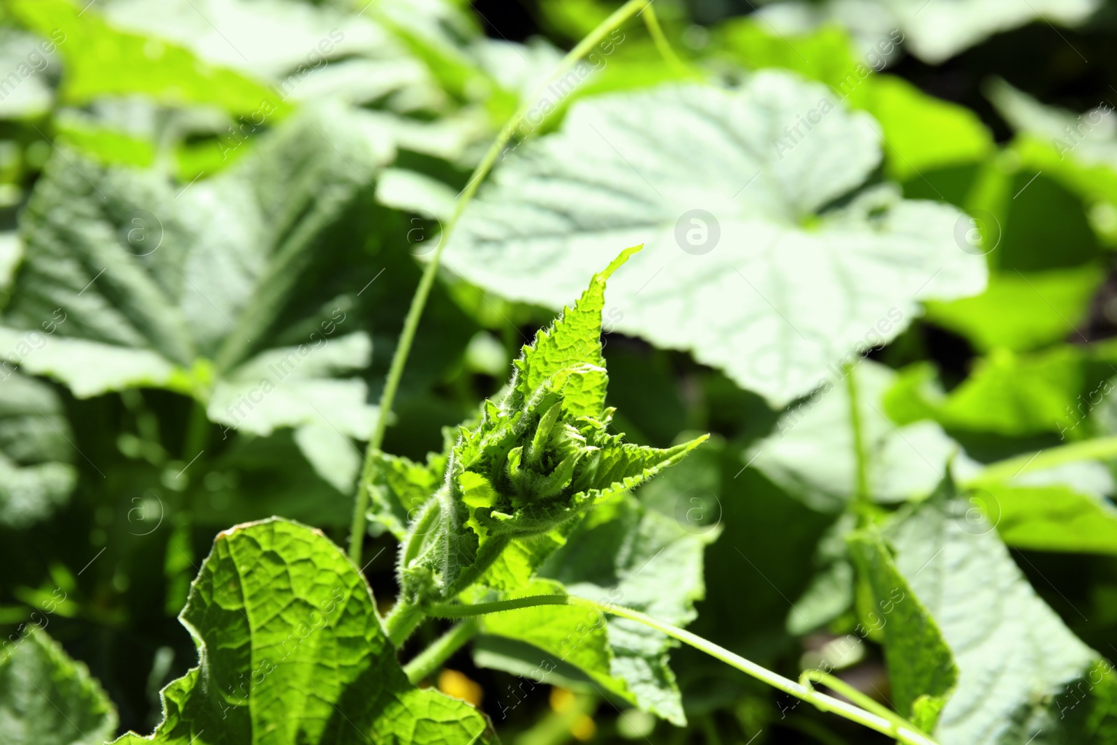 Photo of Green cucumber plant in garden on sunny day