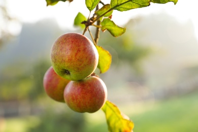 Tree branch with ripe apples in garden, closeup