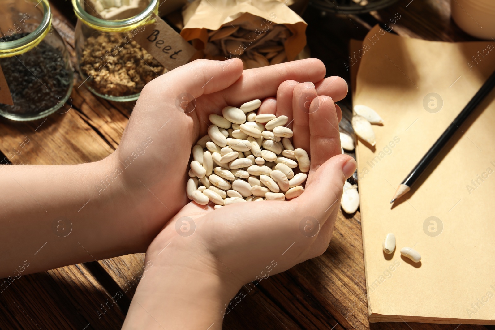 Photo of Woman holding pile of beans at wooden table, closeup. Vegetable seeds