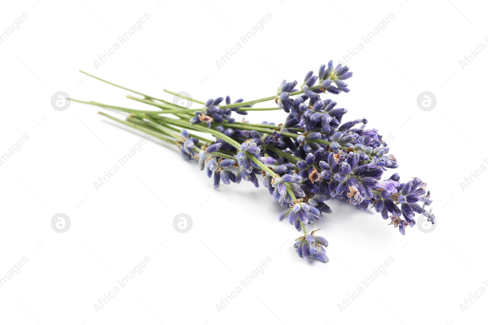 Photo of Beautiful blooming lavender flowers on white background