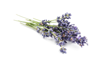 Beautiful blooming lavender flowers on white background