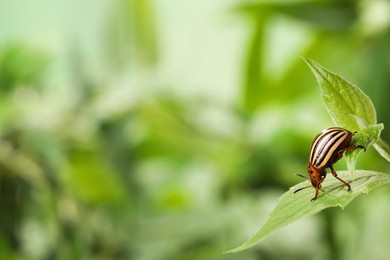 Colorado potato beetle on green plant against blurred background, closeup. Space for text